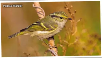  ?? ?? Pallas’s Warbler