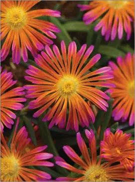  ?? DARWIN PERENNIALS VIA AP ?? This image provided by Darwin Perennials shows Ocean Sunset Orange Glow ice plant flowers in bloom. 2024 brings new annuals and perennials that will make any plant lover bloom from ear to ear.