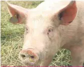  ??  ?? La peste porcine africaine est endémique en Chine, en Europe de l’Est et dans quelques pays d’Europe centrale.
