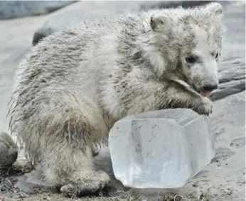  ?? TARA WALTON/TORONTO STAR ?? The Toronto Zoo’s newest polar bear plays with a block of ice on Friday during its first public appearance.