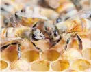  ?? Photo / Duncan Brown Photograph­y ?? Bee population­s are falling but they are essential to pollinate crops, and food supplies depend on them.