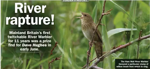  ??  ?? River Warbler: Ham Wall, Somerset, from 4 June 2021
The Ham Wall River Warbler favoured a particular clump of willow brush from which to sing.