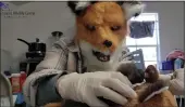  ?? RICHMOND WILDLIFE CENTER VIA THE ASOCIATED PRES ?? Executive director and founder Melissa Stanley wears a fox mask as she feeds an orphaned red fox kit, on Sunday in Richmond.. Stanley said the mask creates a visual barrier to prevent animals from imprinting on humans.