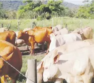  ?? Suministra­da ?? Aparte de brindarle su nombre a la compañía, la finca de la empresa en Cabo Rojo es la fuente principal de su ganado “grassfed”.