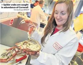  ?? Tim Easthope BPMSTF ?? Spider crabs are caught in adundance of Cornwall