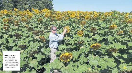  ??  ?? EL PRODUCTOR BRESSAN EN UN LOTE DE GIRASOL, CON LAS MANOS EN LA TORTA.