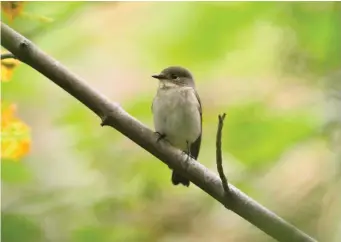  ?? ?? SEVEN: Pied Flycatcher (Wells, Norfolk, 19 September 2016). This head-on flycatcher presents few clues and could at first sight be one of several species discussed here. However, the plain underparts, forehead and crown eliminate Spotted Flycatcher, while the lack of prominent pale lores and weak eyering suggest Pied Flycatcher. The malar ‘smudge’ is also typical of this species. Further views of the upperparts should show the characteri­stic white wing markings.