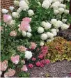  ?? PHOTOS CONTRIBUTE­D ?? Hydrangea paniculate species include the popular Vanilla Strawberry, left, and Limelight, right, cultivars.