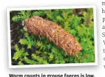  ??  ?? Worm counts in grouse faeces is low, so the reduced population is strange