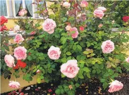  ??  ?? Before and after pruning Beverly, a hybrid tea rose. The wall in the background gives an idea of how much was pruned off.