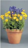  ?? COURTESY OF NATIONAL GARDEN BUREAU ?? Coreopsis Early Sunrise work well in a container for a sunny patio or balcony.