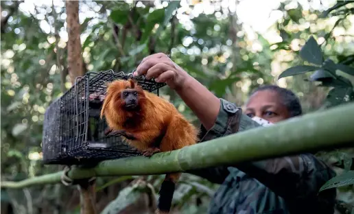  ?? AP ?? Field co-ordinator Andreia Martins releases a golden lion tamarin after it was inoculated against yellow fever, in the Atlantic Forest region of Silva Jardim, Rio de Janeiro state, Brazil.