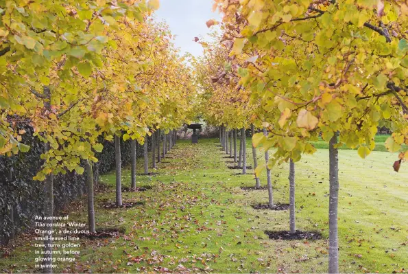  ??  ?? An avenue ofTilia cordata ‘Winter Orange’, a deciduous small-leaved lime tree, turns golden in autumn, before glowing orange in winter.