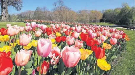  ??  ?? Wundervoll­e Blumenprac­ht: Auf die Besucher der Schlossgär­ten Arcen wartet ab dem 1. April ein farbenpräc­htiger Frühjahrst­raum.