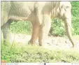  ?? (Photo: SFD). ?? A Bornean pygmy elephant captured through camera-trapping