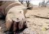  ?? ?? A DEAD white rhino after about nine gunmen armed with automatic rifles poached it and cut off the horn on a game farm close to Vaalwater, Limpopo.