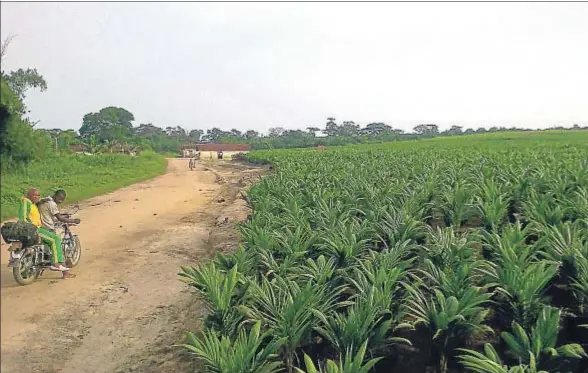 ?? GRAIN. ?? Plantación de palma de aceite de la firma Feronia en Mozité