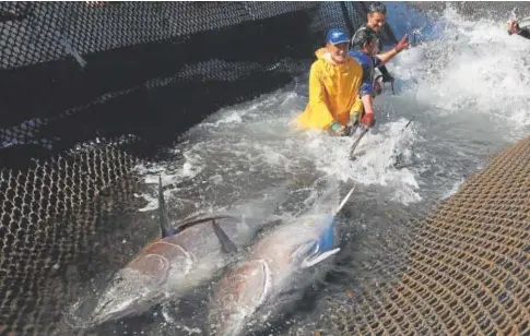  ?? ?? Pescadores sacando dos grandes atunes del agua // ANTONIO VÁZQUEZ