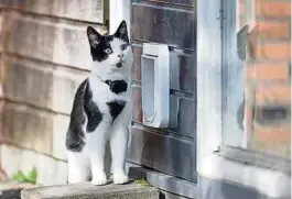  ?? Fotos: Shuttersto­ck ?? Die Katzenklap­pe öffnet sich nur, wenn der Sensor oder GPS-Tracker der Katze als „Türöffner“dient.