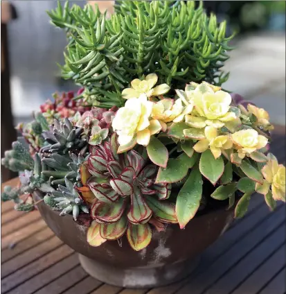  ?? PHOTO BY JILL FUGARO ?? Succulents can thrive indoors if planted in a cactus mix with excellent drainage and watered only after drying out.