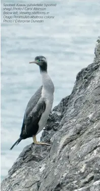  ?? ?? Spotted: Kawau pāteketeke (spotted shag). Photo / Carol Atkinson. Below left, Viewing platforms in Otago Peninsula's albatross colony. Photo / Enterprise Dunedin