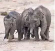  ?? FOTO: FELLER ?? Ein echtes Dreigestir­n bildet die Rüsselband­e im Kölner Zoo.