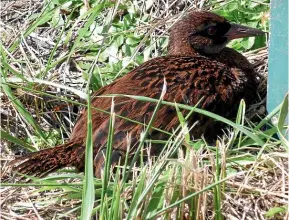  ??  ?? The weka is one of the many avian inhabitant­s of Ulva Island.