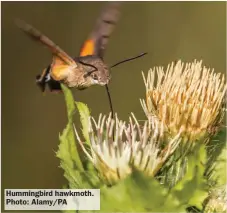  ?? ?? Hummingbir­d hawkmoth. Photo: Alamy/PA