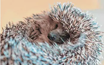  ?? FOTO: DPA ?? Eingerollt und Augen zu: Wie viele andere Tiere überwinter­n auch Igel im Schlaf.