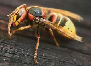  ?? Foto: Karl-josef Hildenbran­d ?? Eine Hornisse sitzt auf einer Holztür.