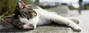  ??  ?? Eine Katze liegt auf einer warmen Mauer – und genießt die Freiheit. Die Thüringer Tierheime sind voll mit den Vierbeiner­n und auch auf der Straße leben immer mehr Freigänger. Foto: Felix Kästle