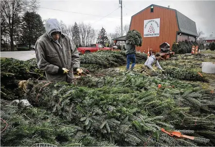  ?? MARSHALL GORBY / STAFF ?? Workers at Carl & Dorothy Young’s Christmas Trees near Yellow Springs, prepare trees for sale for the upcoming holiday season. Young’s will require reservatio­ns for tree customers this year.