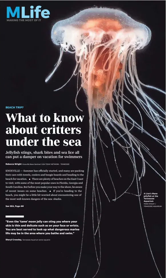  ?? Knoxville News Sentinel | USA TODAY NETWORK - TENNESSEE Tennessee Aquarium senior aquarist TENNESSEE AQUARIUM ?? A Lion’s Mane jellyfish at the Tennessee Aquarium TODD STAILEY /