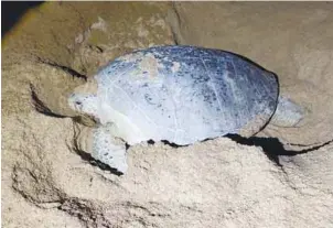  ?? ?? According to the Internatio­nal Union for Conservati­on of Nature and Natural Resources, green turtles are classified as an endangered species, with a looming risk of extinction in the wild.