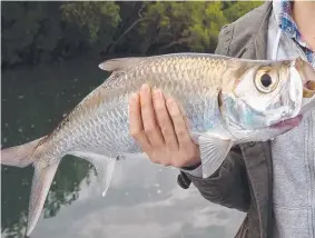  ?? TOP SPORT: Tarpon or ox- eye herring are being caught near the Ross River mouth. ??