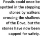  ??  ?? Fossils could once be spotted in the stepping stones by walkers crossing the shallows of the Dove, but the stones have now been capped for safety.