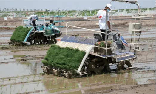  ??  ?? Seedlings of rice are transplant­ed in an experiment­al saline-alkali field in Qingdao, a coastal city in Shandong Province in east China, on June 5