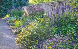  ?? ?? Paradise Walk at Borde Hill, with spires of Agastache ‘Blackadder’