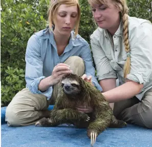 ??  ?? Above left: Becky Cliffe ( left) and Sarah Kennedy take hair samples from a pygmy three-toed sloth. Above right: the Critically Endangered species has a tan-coloured face with a distinctiv­e dark band across the forehead.