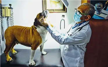  ?? ORLANDO AMADOR ?? El médico veterinari­o Belisario Roncallo en el momento en el que atendía a un bulldog inglés.