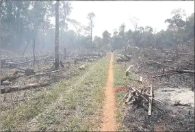  ??  ?? Desde la radicación de la denuncia del dueño de la finca hasta la fecha pasaron más de dos meses y se talaron al menos 15 hectáreas de bosque.