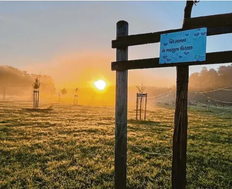  ?? Foto: Martin Rappenegge­r ?? Der „Erinnerung­swald“im Ries zwischen Wemding und Fessenheim im Sonnenunte­rgang. Auf der Fläche stehen jetzt 141 Bäume.