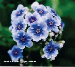  ??  ?? Chatham Island forget-me-not