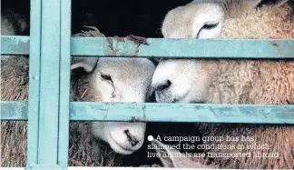  ??  ?? A campaign group has has slammed the conditions in which live animals are transporte­d abroad