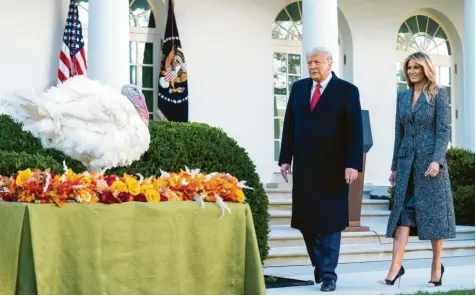  ?? Foto: Kevin Dietsch, Imago Images ?? Es ist gute Tradition im Weißen Haus, dass der Präsident zu Thanksgivi­ng zwei Truthähne vor dem Tod bewahrt, also „begnadigt“. Dieser hier namens Corn (Mais) hatte auch Glück. Es erweckt den Anschein, als hätten Donald Trump und Ehefrau Melania Respekt vor dem Tier.