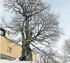  ?? Naleznete Žižkův dub, jeden z nejmohutně­jších u nás FOTO WIKIMEDIA ?? V podhradí