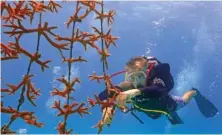  ?? AP PHOTO/WILFREDO LEE ?? On Friday, volunteer Daniel Hyduke of Miami Beach, Fla., clips a fragment of coral to be transplant­ed from the coral nursery to the reef off Key Biscayne, Fla.