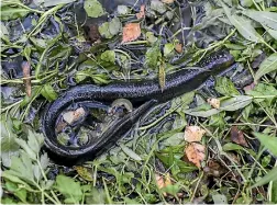  ?? PHOTO: GEORGE HEARD/ STUFF ?? Hundreds of dead eels found in Kaputone Creek in Belfast, north Christchur­ch, were rare and of a species declining in number.