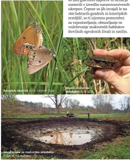  ?? FOTO: TATJANA ČELIK FOTO: PETRA HLADNIK FOTO: ZZRS ?? Barjanski okarček
Izkop mlake za močvirsko sklednico
Mladič močvirske sklednice