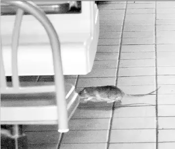 Gang of rats frolic in N.Y. fast-food joint - PressReader